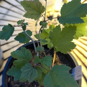 Plant care for American Black Currant on Greg, the plant care app