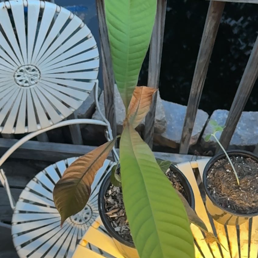 Photo of the plant species mamey sapote by @BrightLovage named Figyonce on Greg, the plant care app