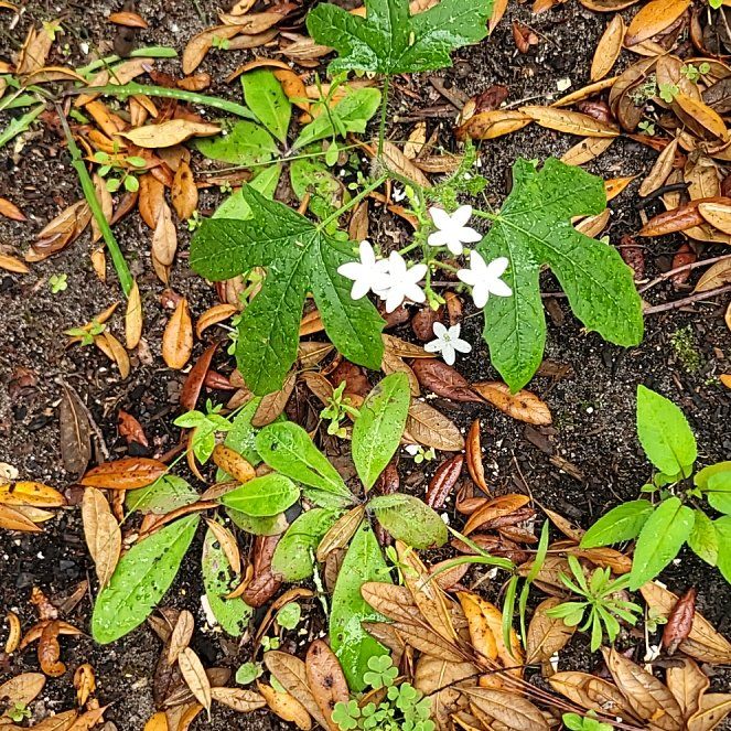 Photo of the plant species Crepe Jasmine by @CapableFord12 named Baesil on Greg, the plant care app