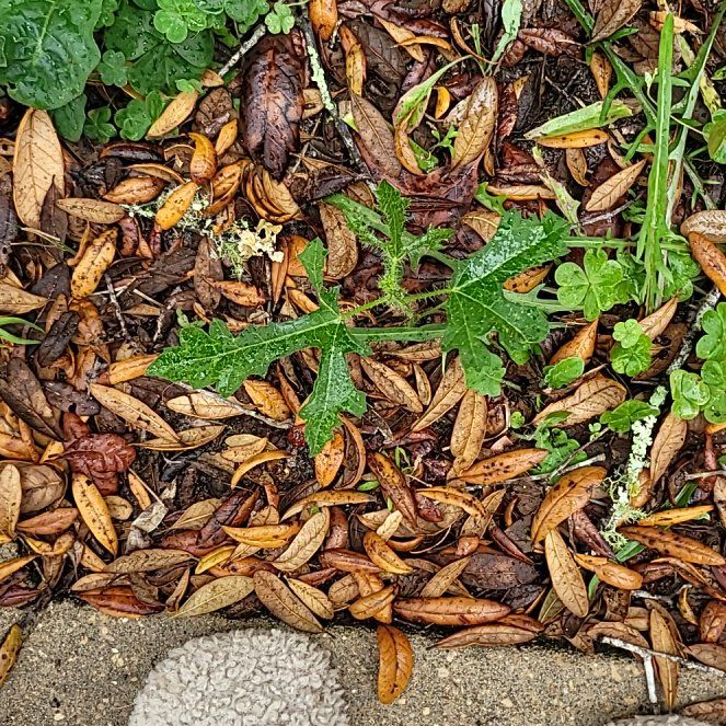 Photo of the plant species Spear Thistle by @CapableFord12 named Madonna on Greg, the plant care app