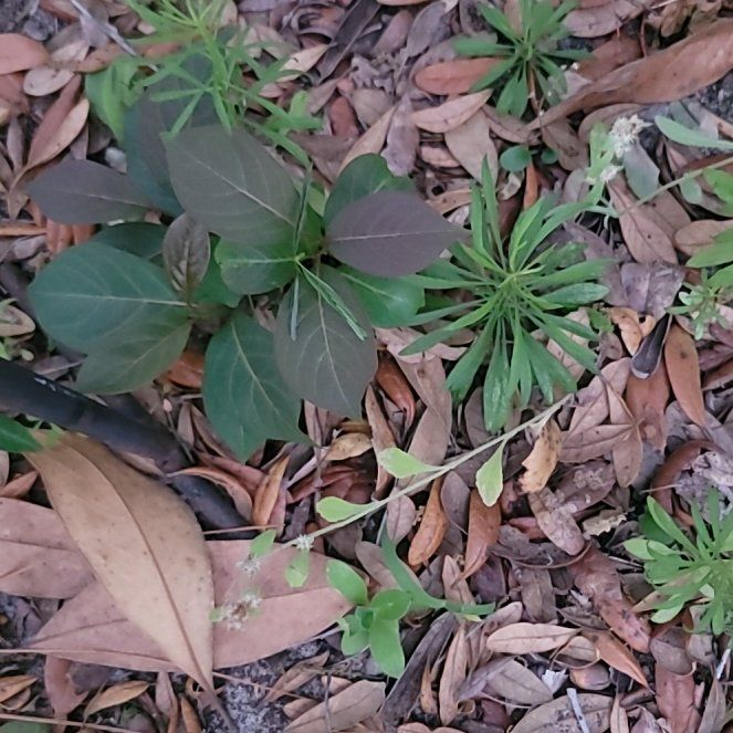 Photo of the plant species Twoleaf Nightshade by @CapableFord12 named Robert Plant on Greg, the plant care app