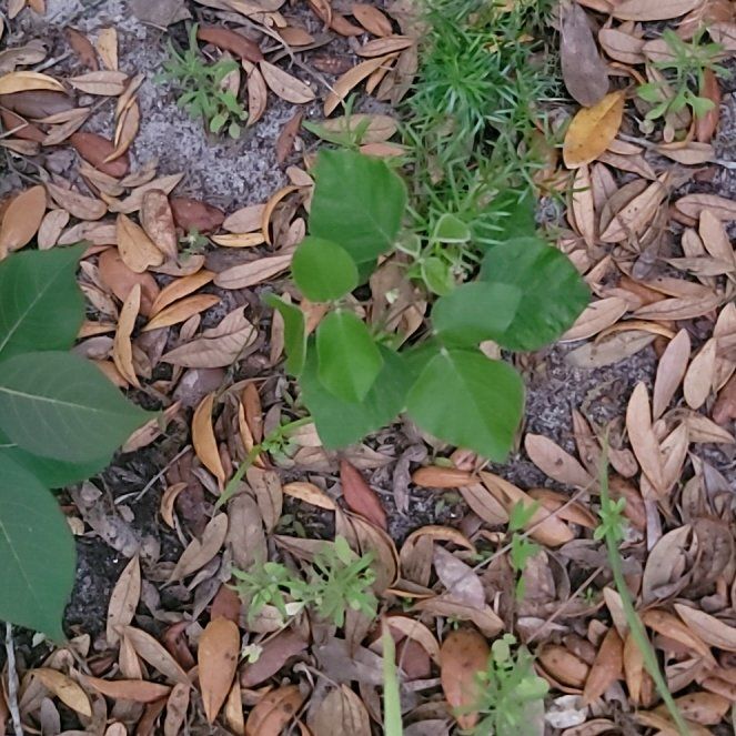 Photo of the plant species Grassleaf Spurge by @CapableFord12 named Gobi on Greg, the plant care app