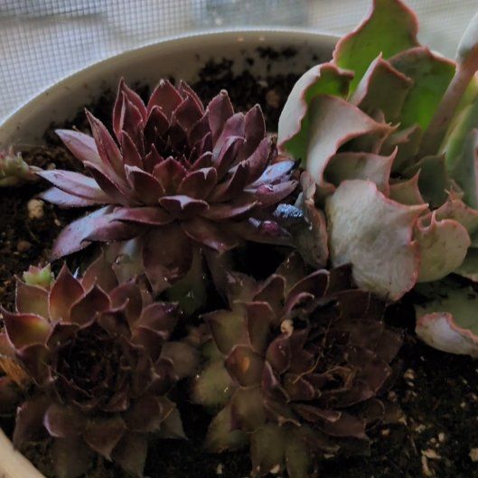 Photo of the plant species Sempervivum Red Heart by @ProudlyTutu24 named Dolores on Greg, the plant care app
