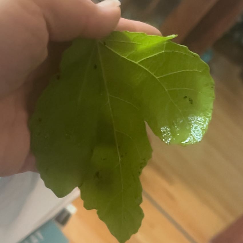 Photo of the plant species Marseilles Fig by @HappyMandrake72 named Lebron on Greg, the plant care app