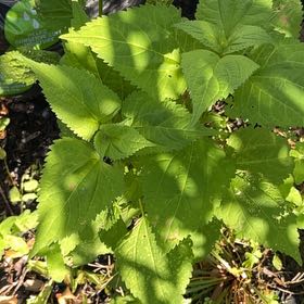 Photo of the plant species Richweed by @HappyMandrake72 named Cleopatra on Greg, the plant care app