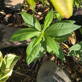 Photo of the plant species Golden Trumpet by @HappyMandrake72 named Mochi on Greg, the plant care app