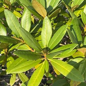 Photo of the plant species Pontian Rhododendron by @HappyMandrake72 named Gaga on Greg, the plant care app