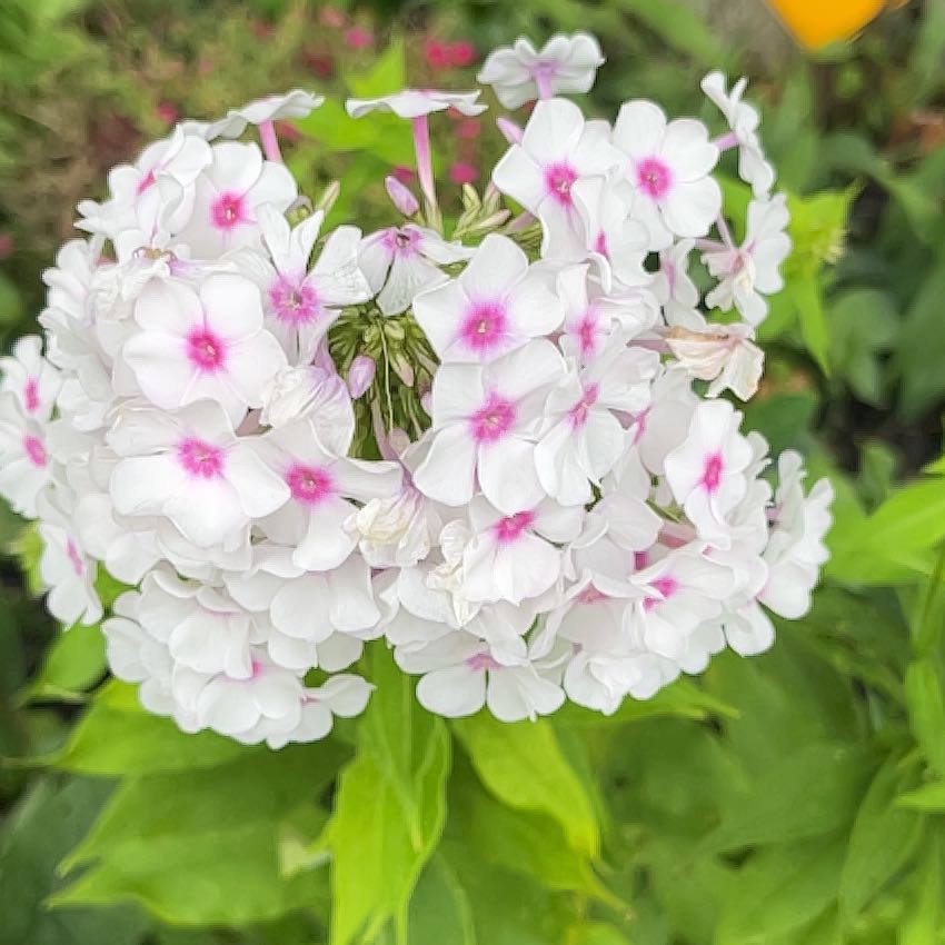 Photo of the plant species Peppermint Twist by @HappyMandrake72 named Demi on Greg, the plant care app