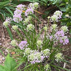 Photo of the plant species Chinese Chives by @HappyMandrake72 named Beyonce on Greg, the plant care app