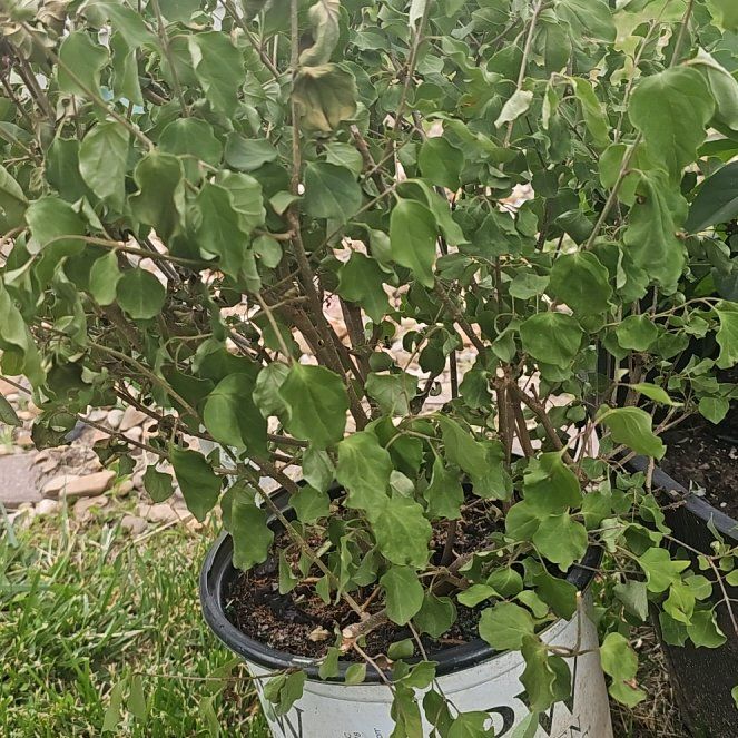 Photo of the plant species Bloomerang Purple Reblooming Lilac by @PristineTipa named Bloom on Greg, the plant care app