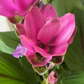 Photo of the plant species Flowering Ginger by @TidyBlusher70 named Shakira on Greg, the plant care app