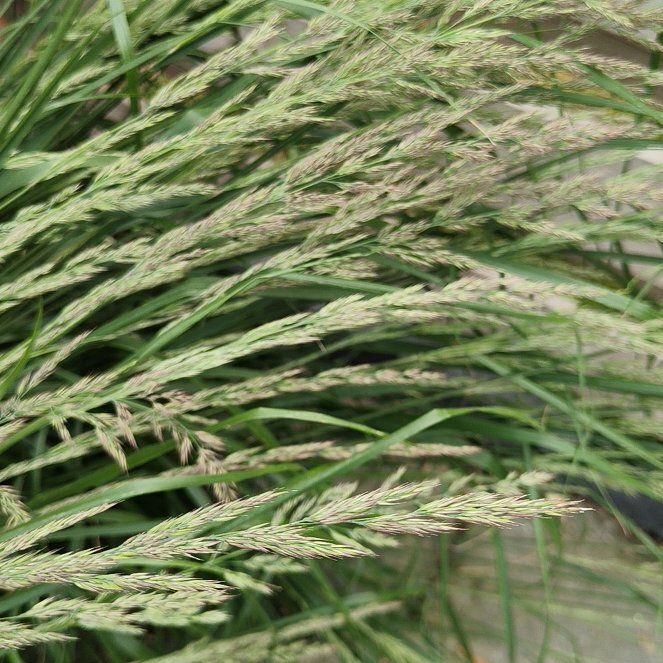 Photo of the plant species Perennial Ryegrass by @SoulfulPalepuma named Coco on Greg, the plant care app