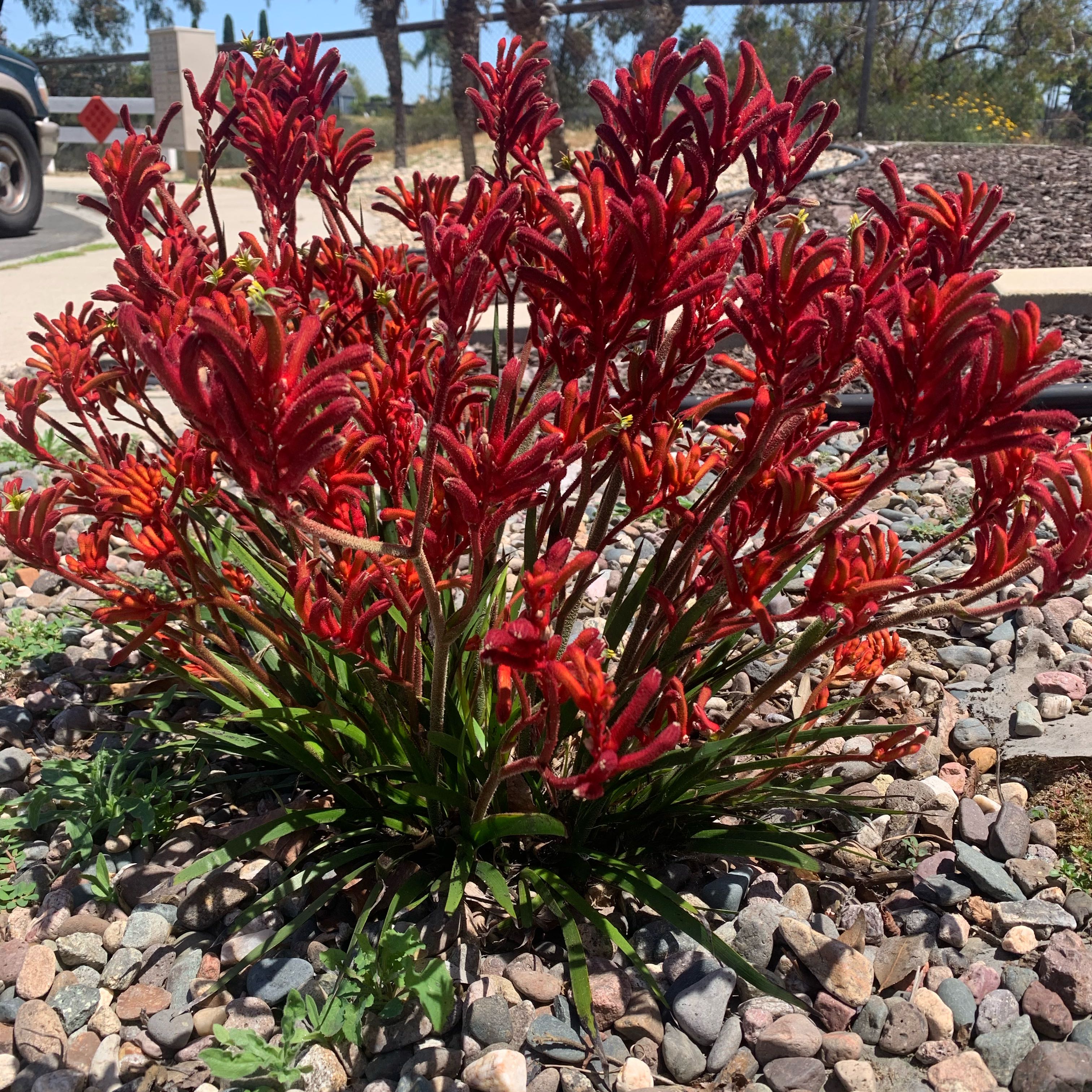 Photo of the plant species Kangaroo Paw 'Joe Joe Red' by @FineFlameflower named Rihanna on Greg, the plant care app
