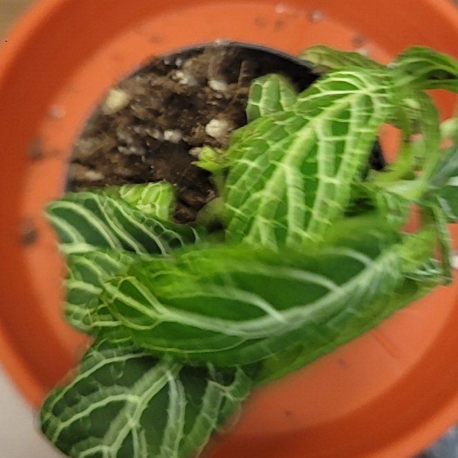 Photo of the plant species Downy Rattlesnake Plantain by @ManlyTupeia93 named I'm Sexy and I grow it on Greg, the plant care app