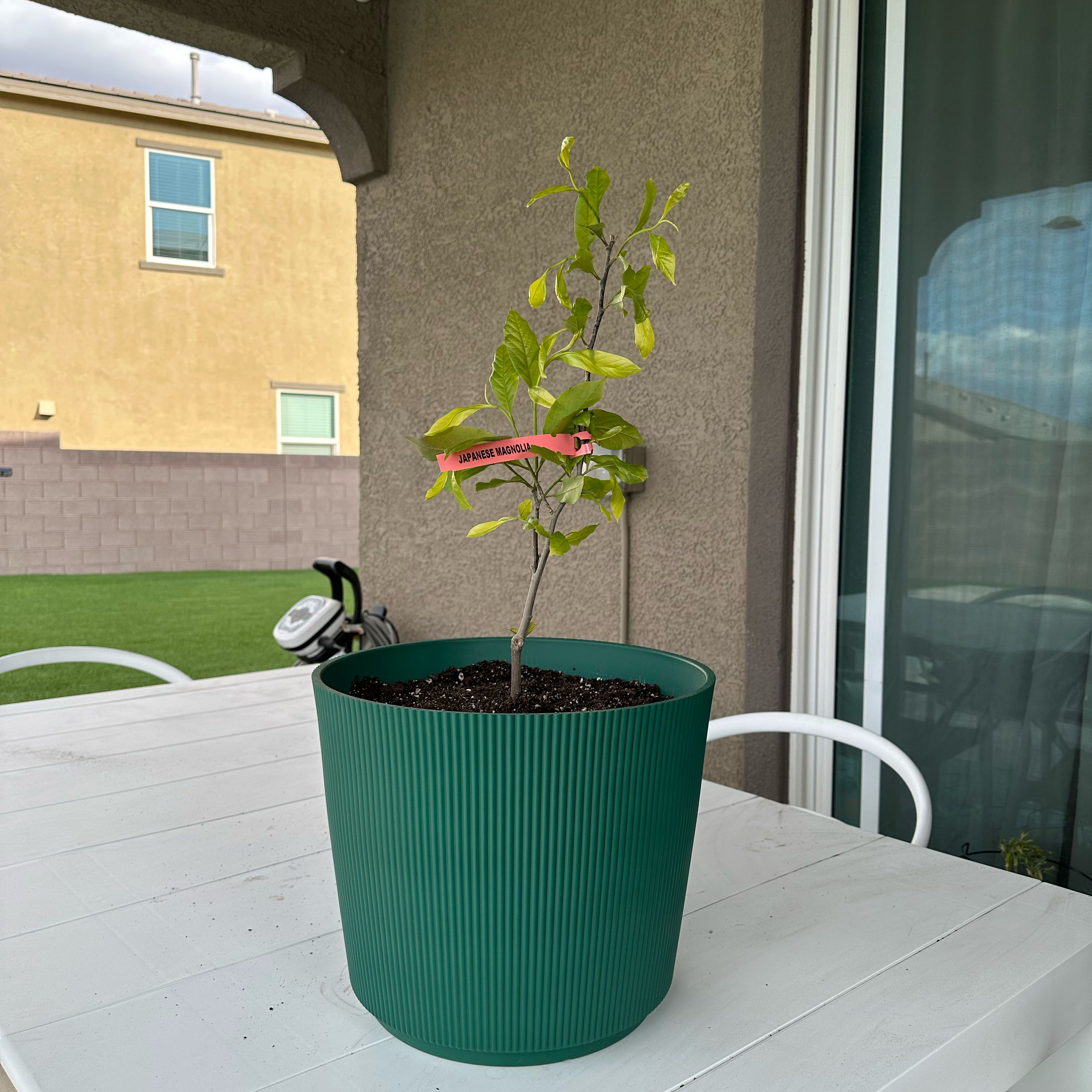 Photo of the plant species Jane Magnolia by @ManyWasabi93 named Bunny on Greg, the plant care app
