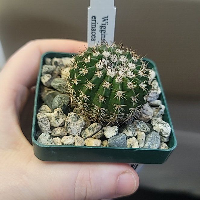 Photo of the plant species Wigginsia Erinacea by @elfysaurus named Saury on Greg, the plant care app