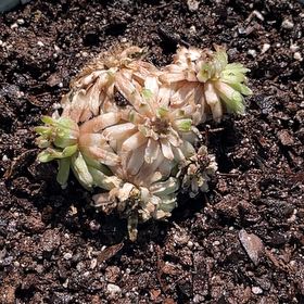 Photo of the plant species Mini Dunce Cap by @BreezyMostii11 named Michelle Branch on Greg, the plant care app
