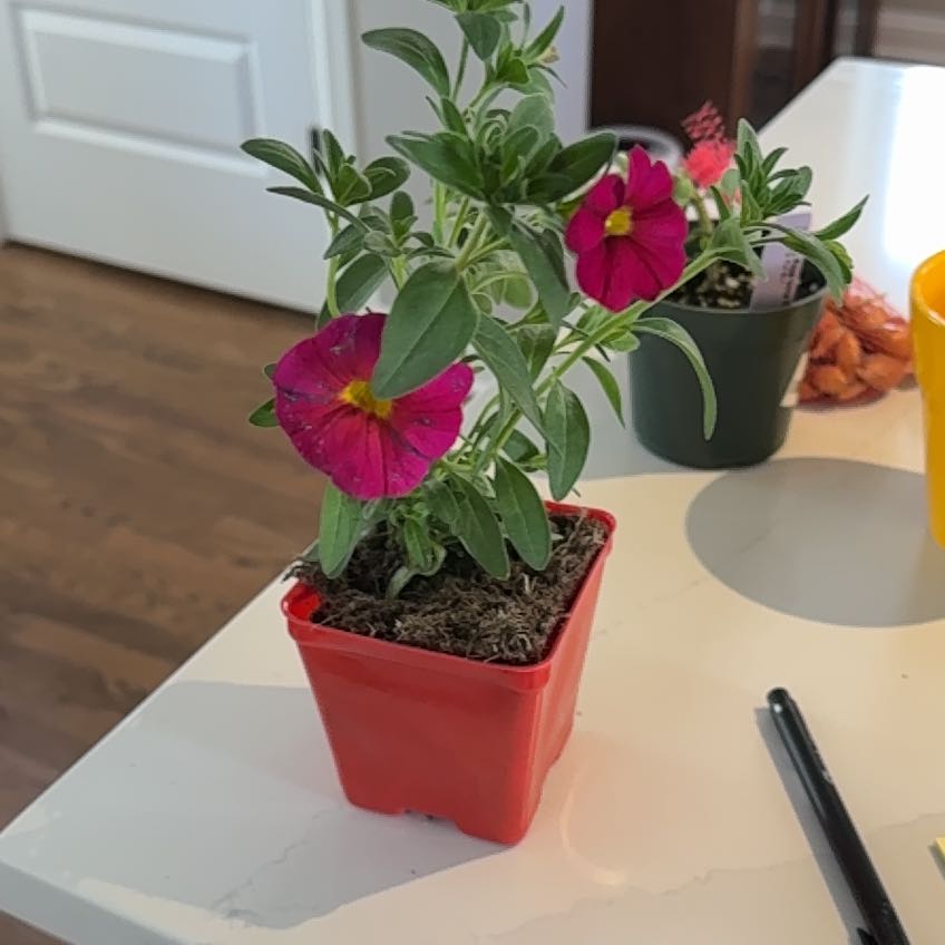 Photo of the plant species Petunia 'Dreams Neon Rose' by @UniquePurei88 named Sage on Greg, the plant care app