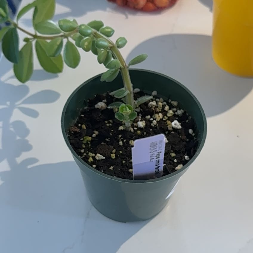 Photo of the plant species Fenzl's Peperomia by @UniquePurei88 named Harper on Greg, the plant care app