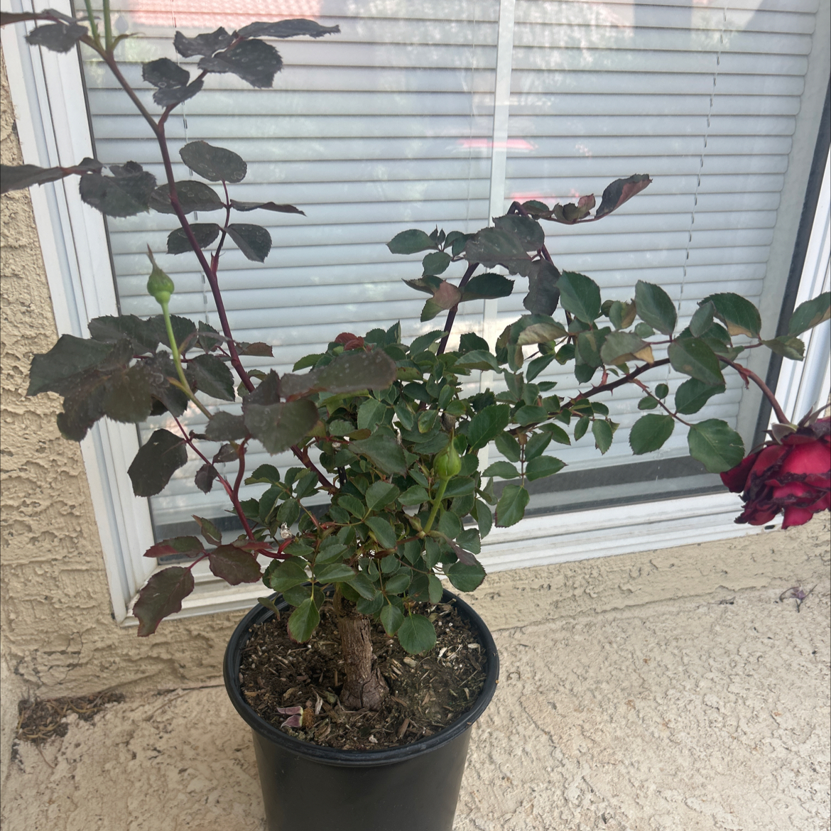 Photo of the plant species Don Juan Climbing Rose by @WynGriff named Beowulf on Greg, the plant care app