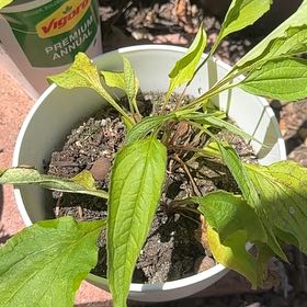 Photo of the plant species Purple Coneflower by @CuriousBaibua32 named Pax on Greg, the plant care app