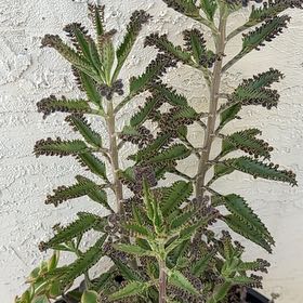 Photo of the plant species Houghton's Hybrid by @CuriousBaibua32 named Pokey on Greg, the plant care app