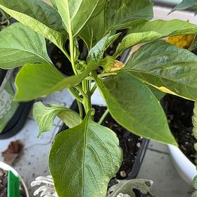 Photo of the plant species Bell Pepper 'Better Bell' by @CuriousBaibua32 named B on Greg, the plant care app