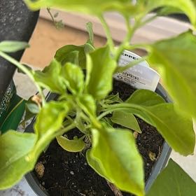 Photo of the plant species Habanero Pepper by @CuriousBaibua32 named Peppa on Greg, the plant care app