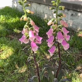 Photo of the plant species Foxglove 'Pink Panther' by @SturdyCorrea82 named Denali on Greg, the plant care app