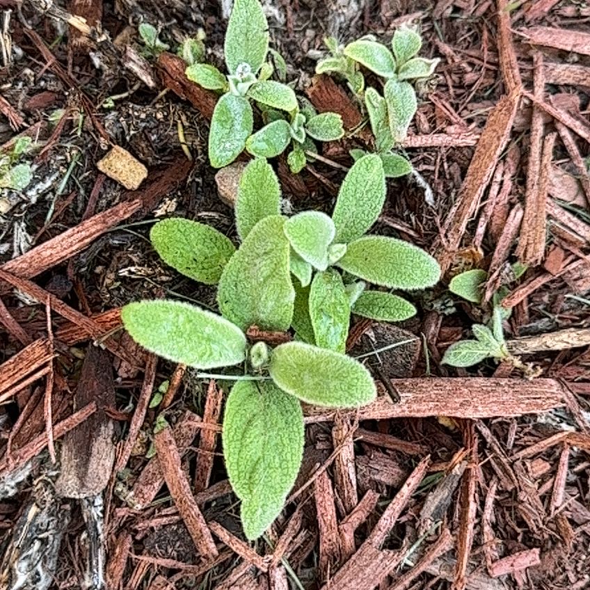 Photo of the plant species Greek Oregano by @FoxyRainbow2 named Bieber on Greg, the plant care app