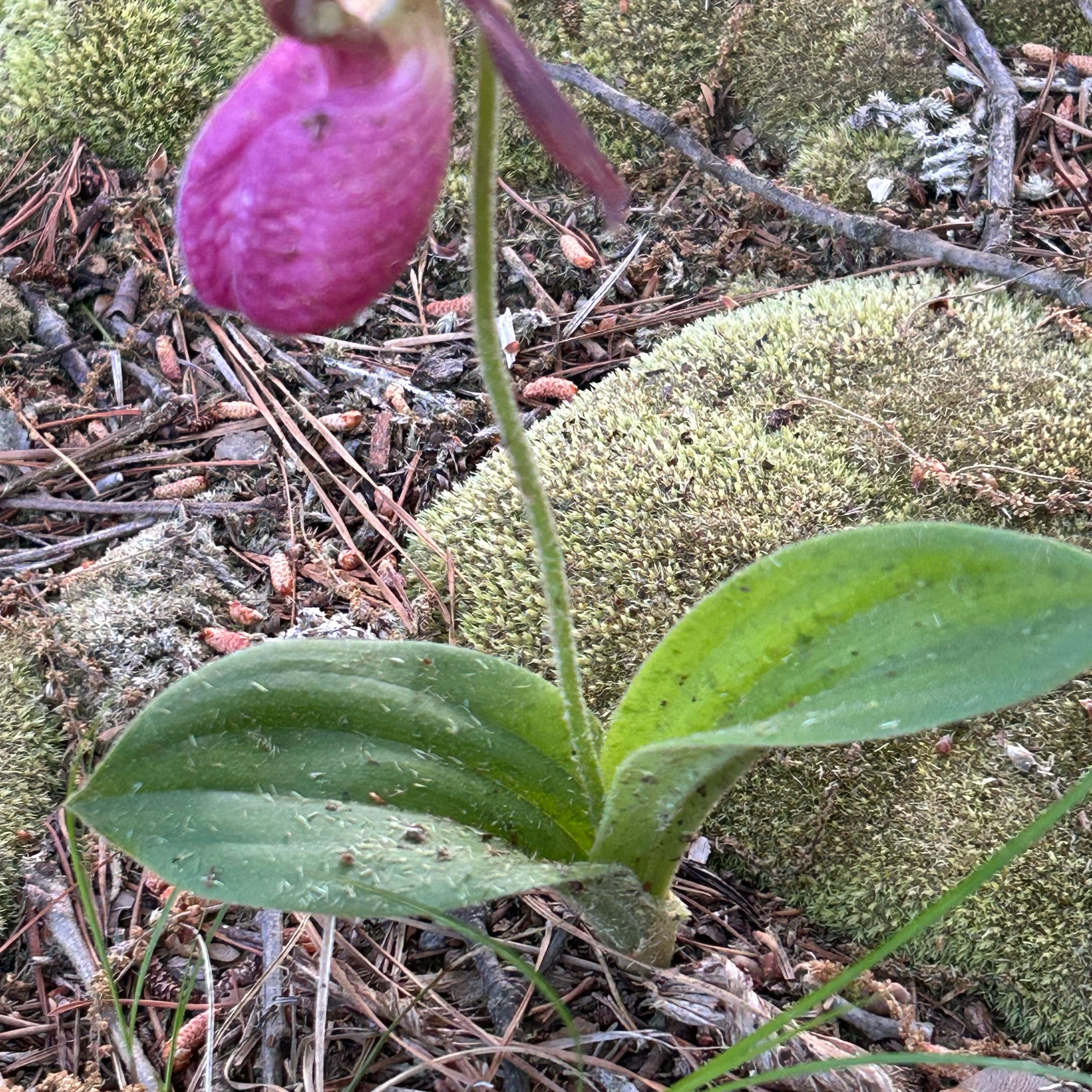 Photo of the plant species Lady's-Slipper Orchid by @HoneyedRimu54 named Bella on Greg, the plant care app