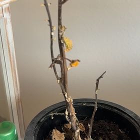 Photo of the plant species Pumpkin On A Stick by @GrowingWavycap named Kylie on Greg, the plant care app