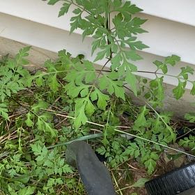 Photo of the plant species Spanish Needles by @ZestfulHardhead named ChloroPhil on Greg, the plant care app