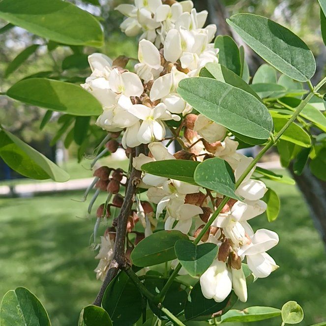 Photo of the plant species False Acacia by @BalancedPilea named Huckleberry Fern on Greg, the plant care app
