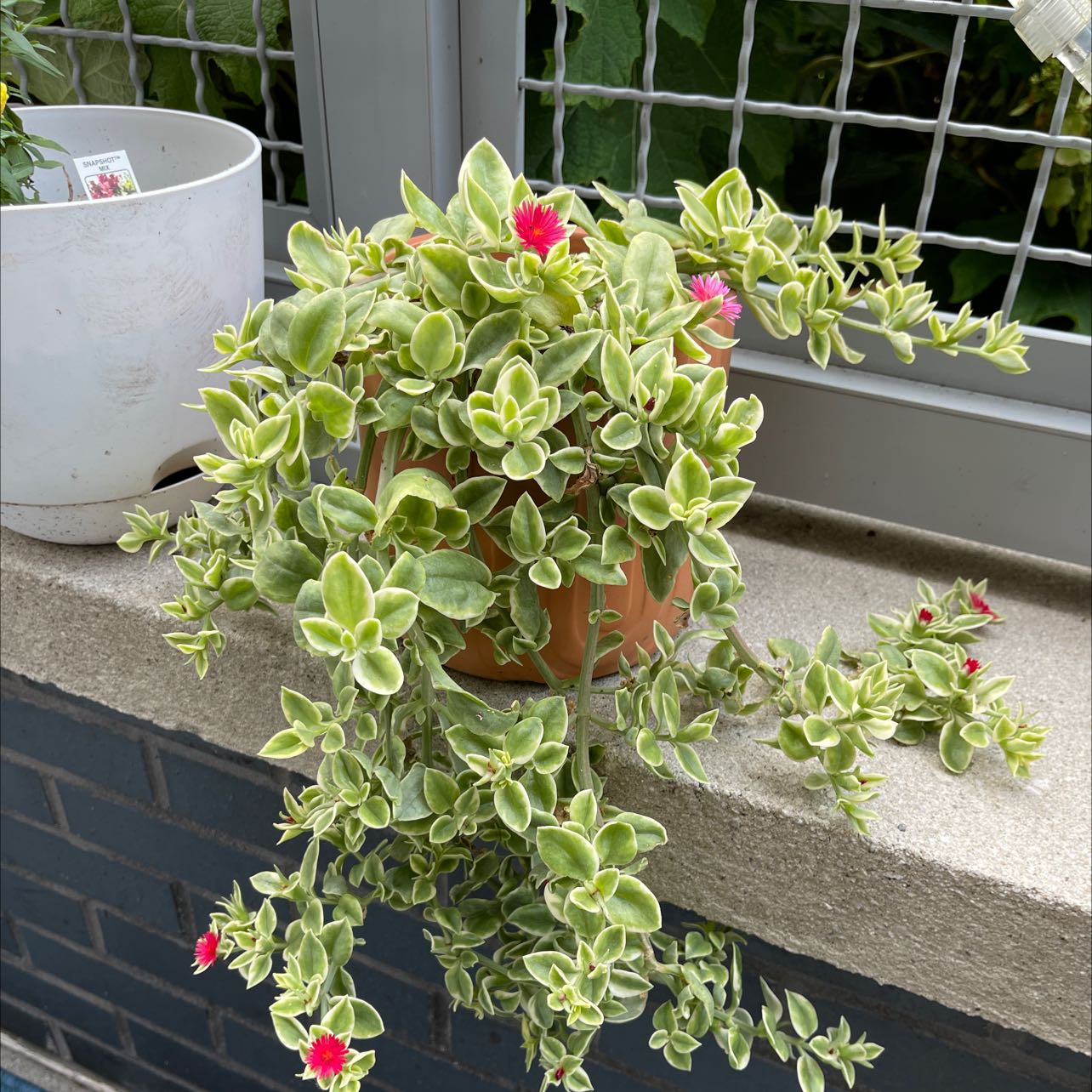 Baby Sun Rose plant in a pot with vibrant green leaves and visible flowers.