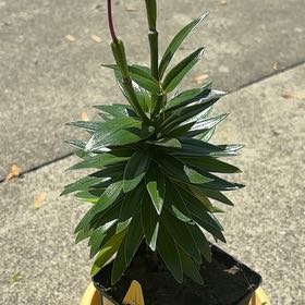 Photo of the plant species Lilium 'Tiny Comfort' by @RobustLichen85 named Hemingway on Greg, the plant care app