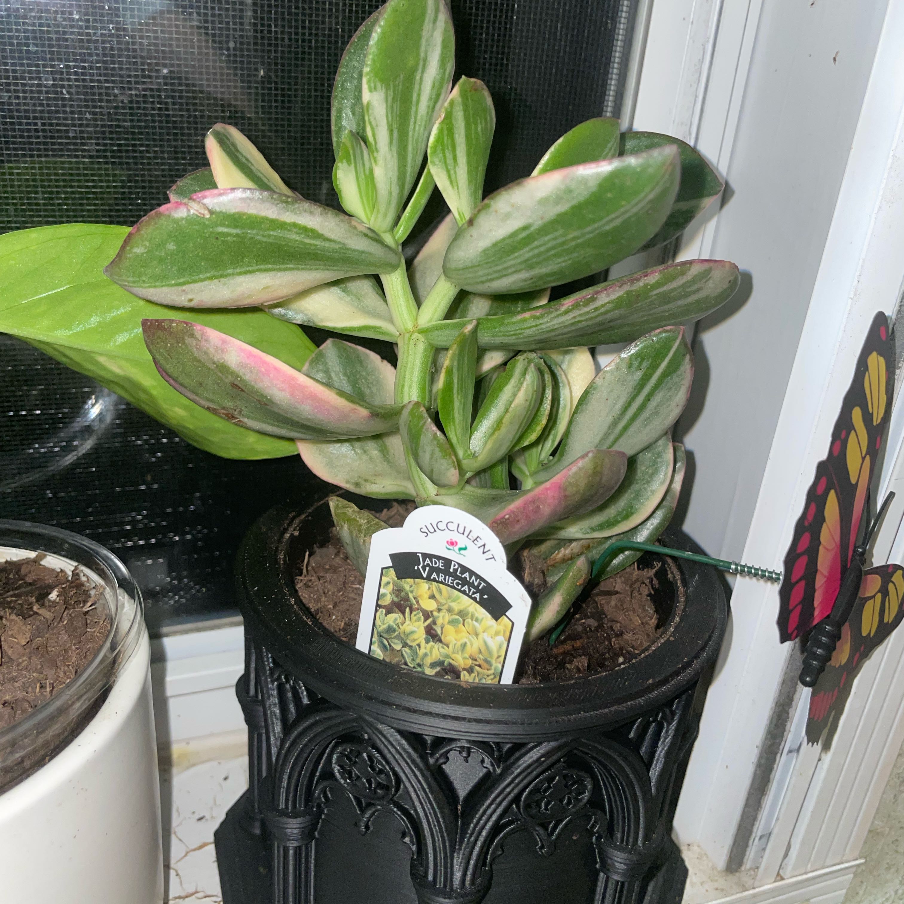Photo of the plant species Variegated Jade by @G59UTG named Variegated Jade on Greg, the plant care app