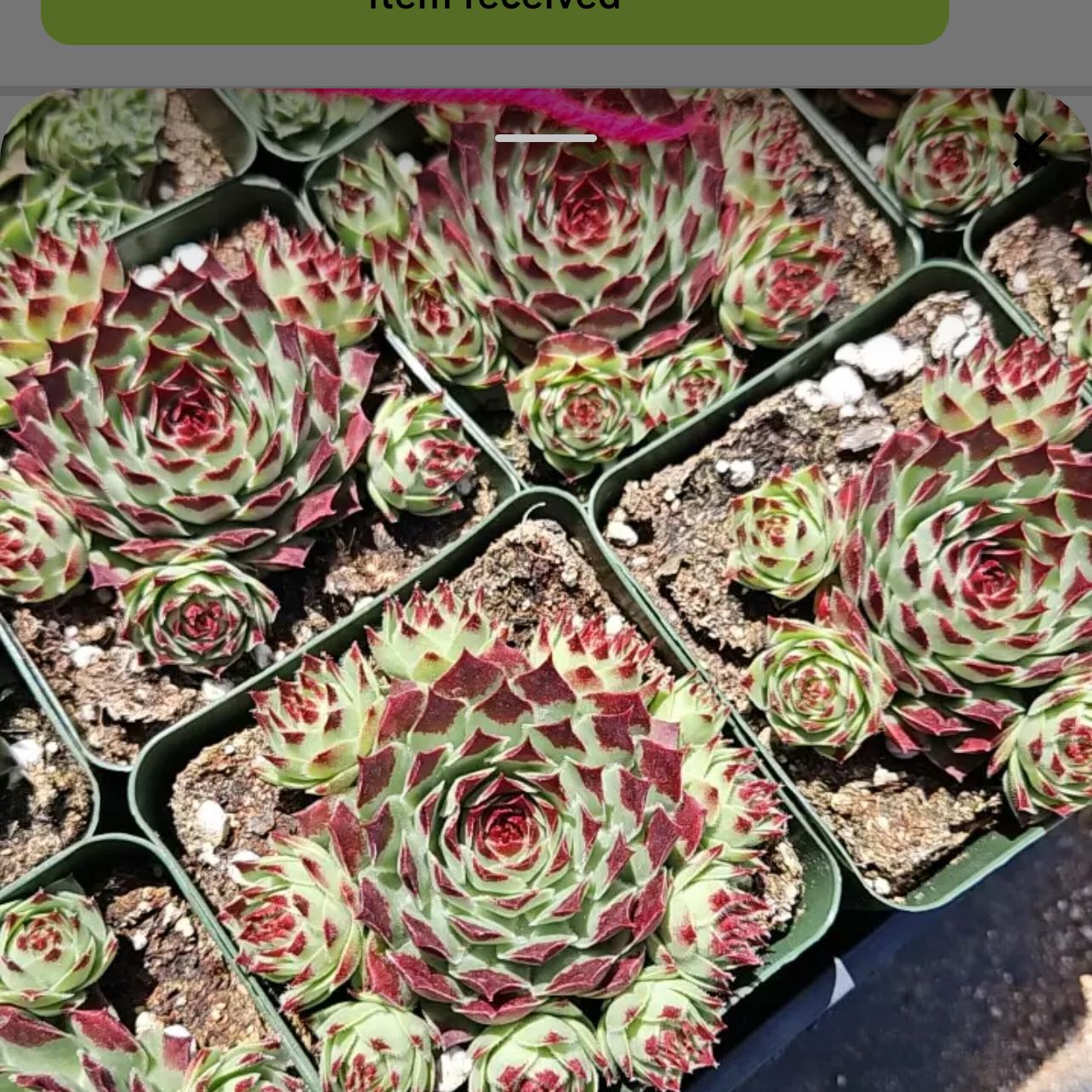 Photo of the plant species Sempervivum calcareum by @G59UTG named Sempi on Greg, the plant care app