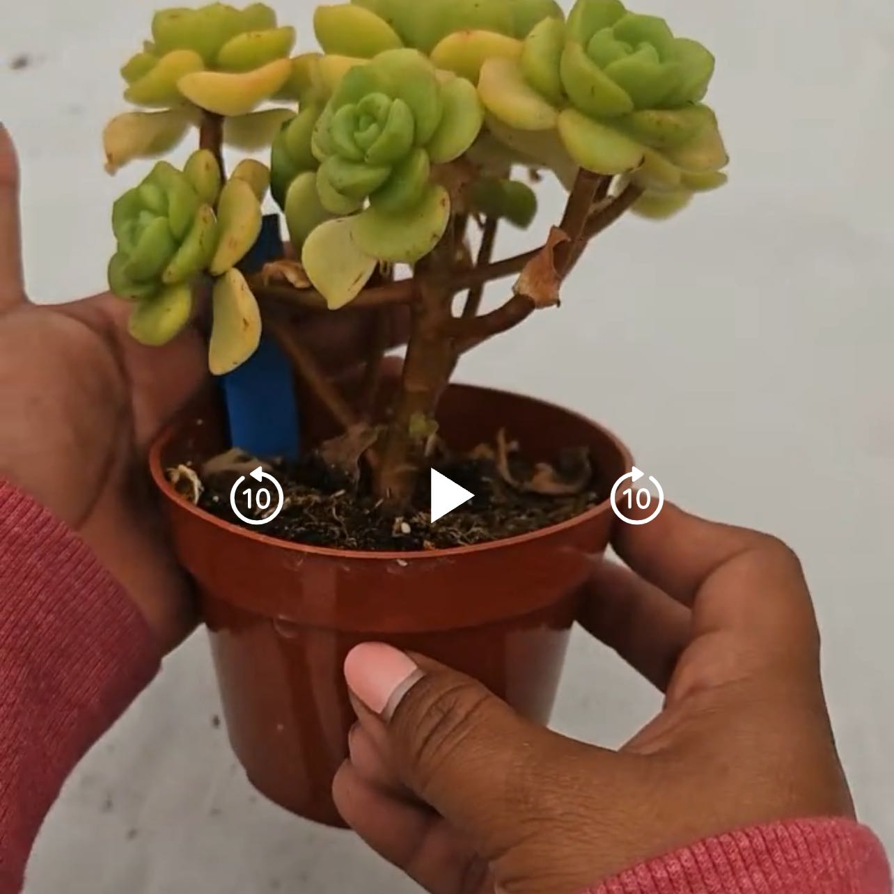 Photo of the plant species Aeonium 'Lily Pad' by @G59UTG named Rose Tree Lookin Succ on Greg, the plant care app