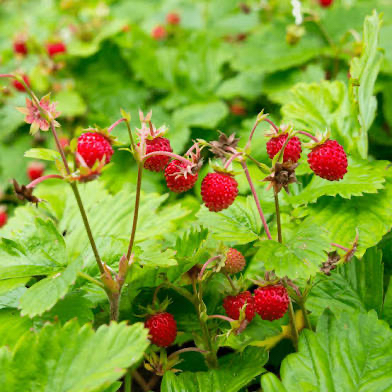 Photo of the plant species American Wild Strawberry by @G59UTG named stROBBERY on Greg, the plant care app