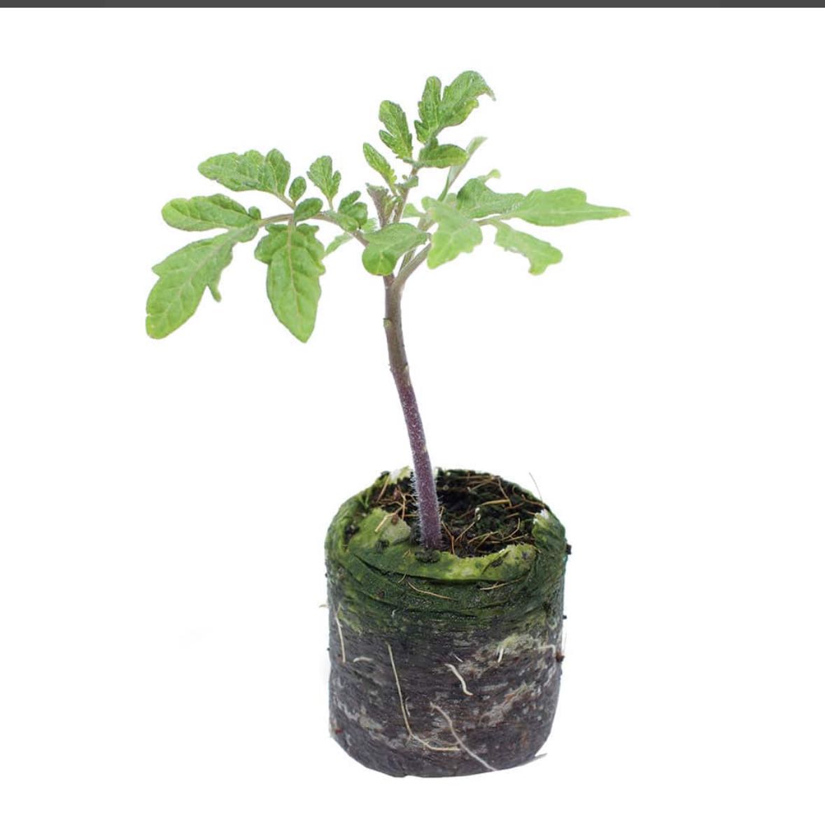 Photo of the plant species Tomato 'Honey Delight' by @LuxuryAristaloe named Elina on Greg, the plant care app