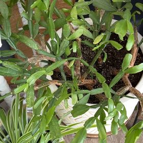 Photo of the plant species Christmas Cactus by @PrizeKudulily93 named Fernie Saunders on Greg, the plant care app