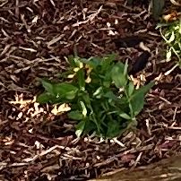 Photo of the plant species Starcluster Violet Pentas by @ZealLopsidedoat named Willow on Greg, the plant care app
