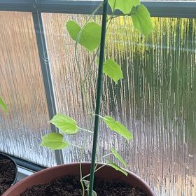 Photo of the plant species Cucamelon by @RegalPlain45 named Dolores on Greg, the plant care app