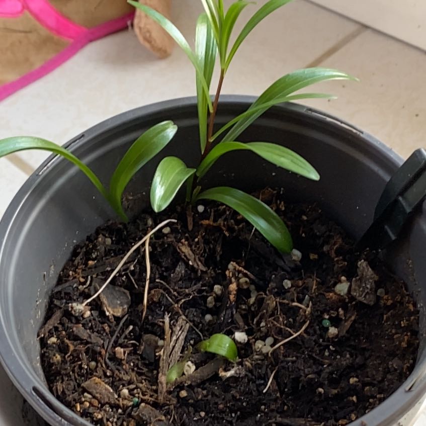 Photo of the plant species Pink Diamond Lily by @IdolComet30 named Wall-E on Greg, the plant care app