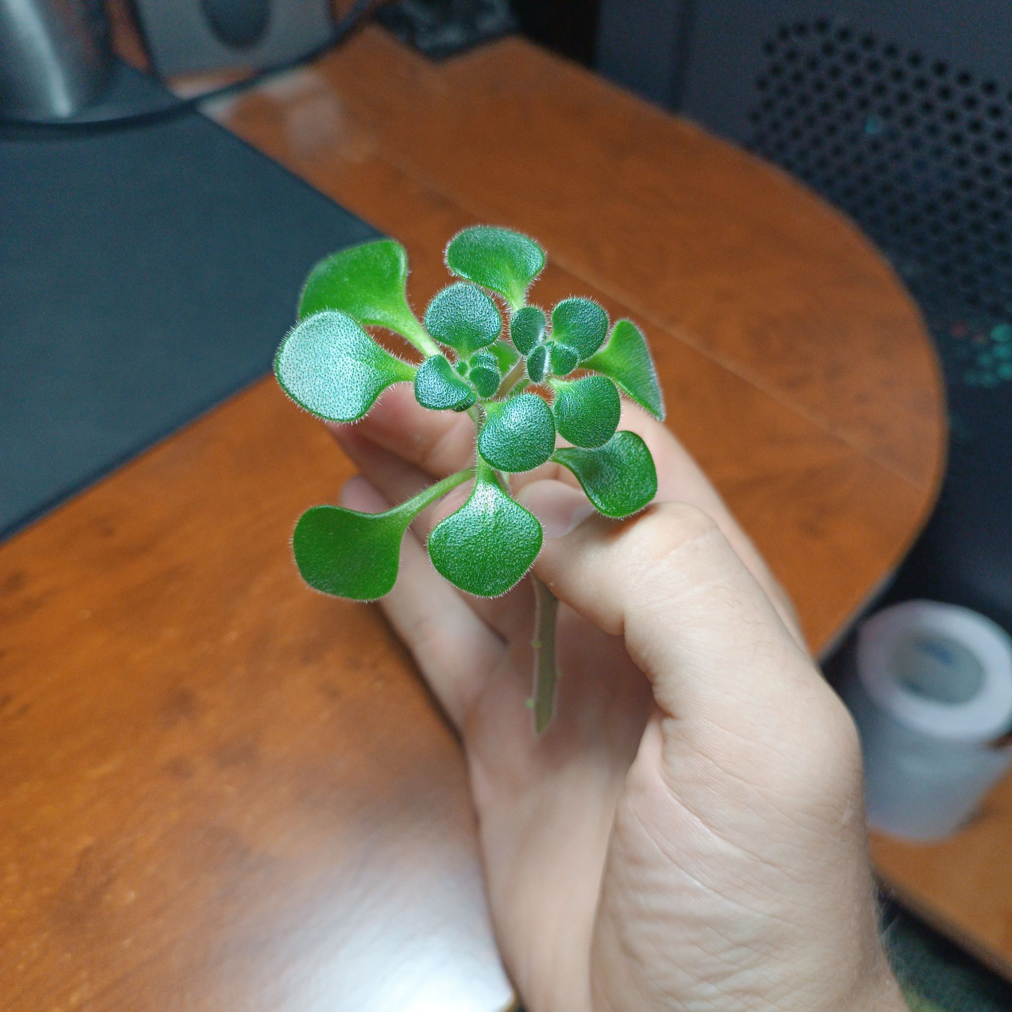 Photo of the plant species Tree Of Love by @NewPitayita76 named Мъни on Greg, the plant care app