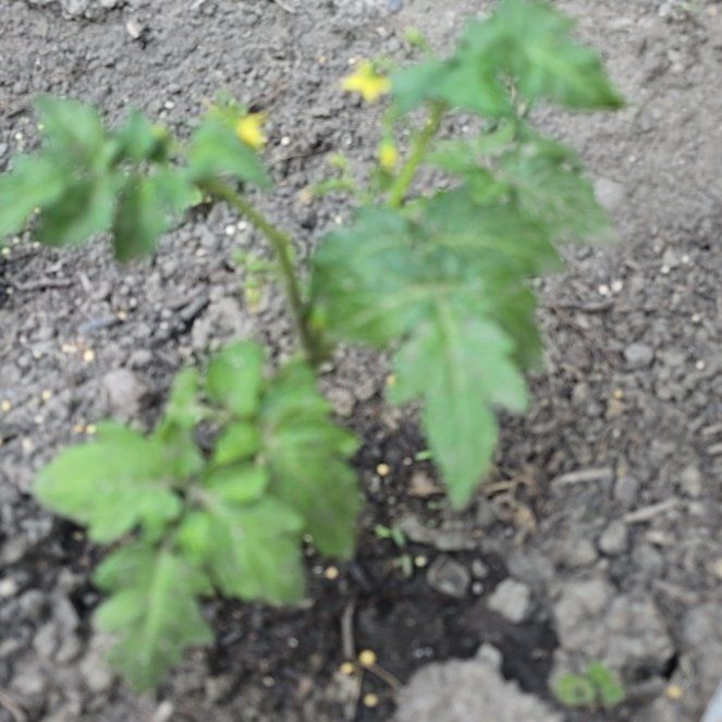 Photo of the plant species Husky Tomato by @LeadingAnahaw79 named Rihanna on Greg, the plant care app