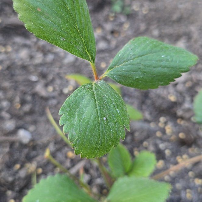 Photo of the plant species Seascape Strawberry by @LeadingAnahaw79 named Winston on Greg, the plant care app