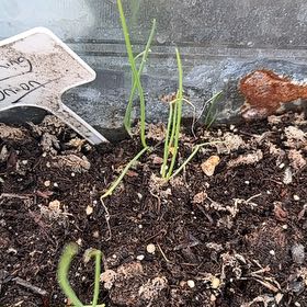 Photo of the plant species Walla Walla Onion by @FitDaisy59 named Figyonce on Greg, the plant care app