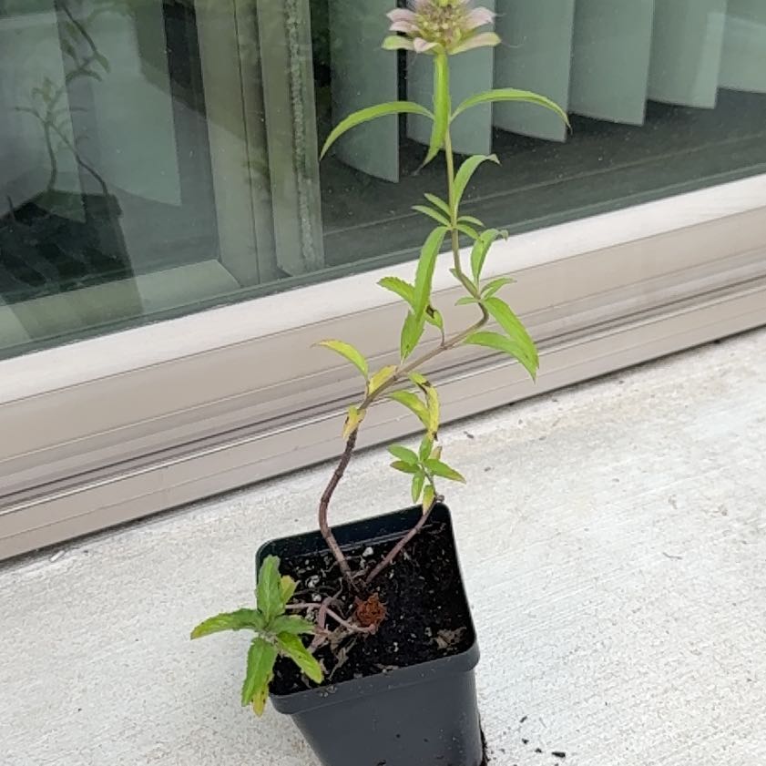 Photo of the plant species Lemon Bergamot by @graceharrell13 named Marilyn on Greg, the plant care app
